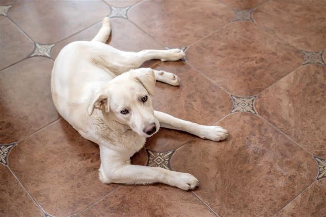 Labrador Retriever Lies On Floor
