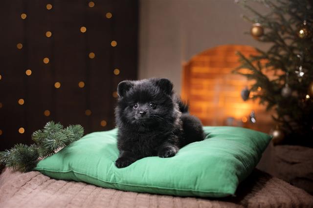 Pomeranian Dog At The Fireplace