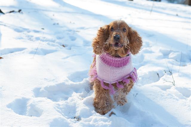 Cocker Spaniel Playing In Snow Park