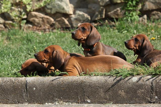 Dachshund Puppies Laying In Garden