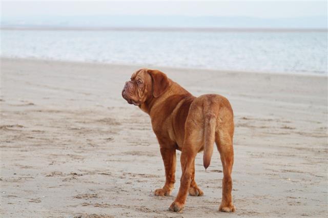 French Mastiff On Beach