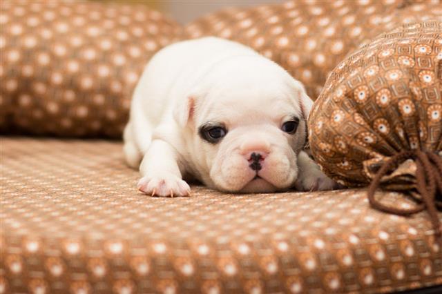 French Bulldog Puppy Lies On Couch