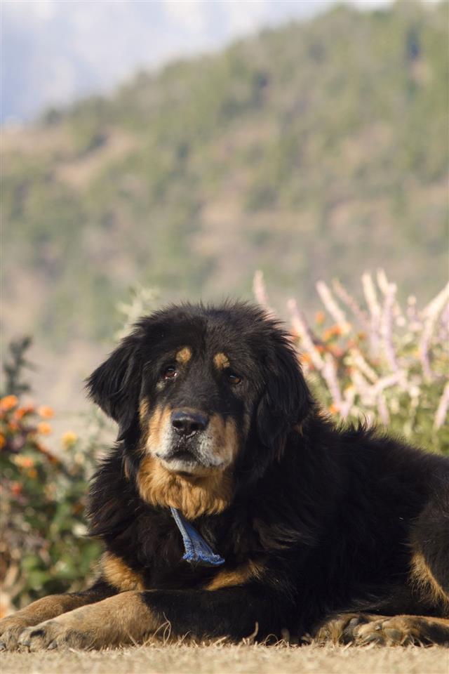 Himalayan Mastiff Dog