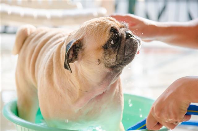 Cute Pug Dog Wash Body