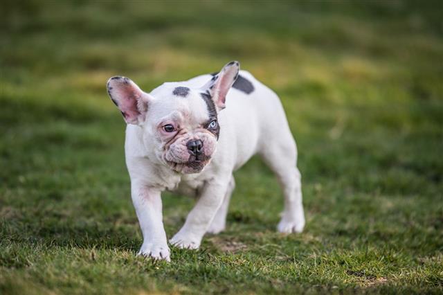 French Bulldog Playing On Grass