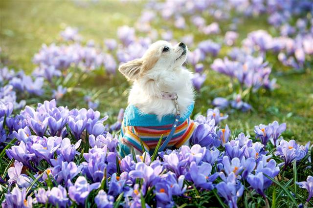 Chihuahua With Purple Crocus Blomster