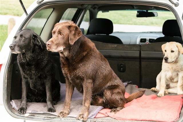 Three Dogs Sit Alertly In Car
