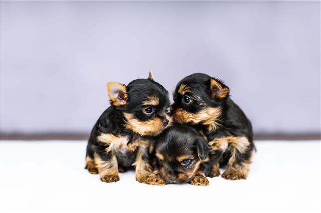 Three Puppies Of Yorkshire Terrier