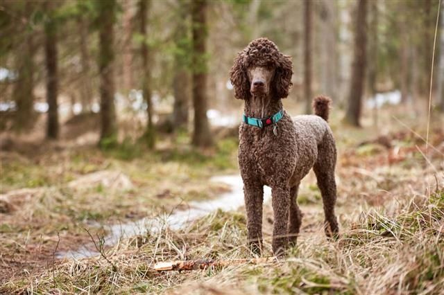 Poodle Standing In Springtime Forest