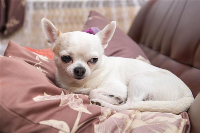 Portrait Of A Chihuahua