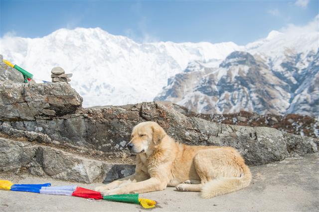 Dog At Annapurna Base Camp