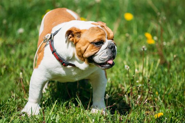 English Bulldog Dog In Green Grass