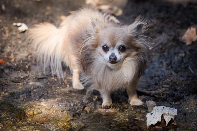 Small Chihuahua Walking In The Woods