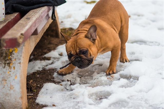 French Bulldog Playing Outside In Snow
