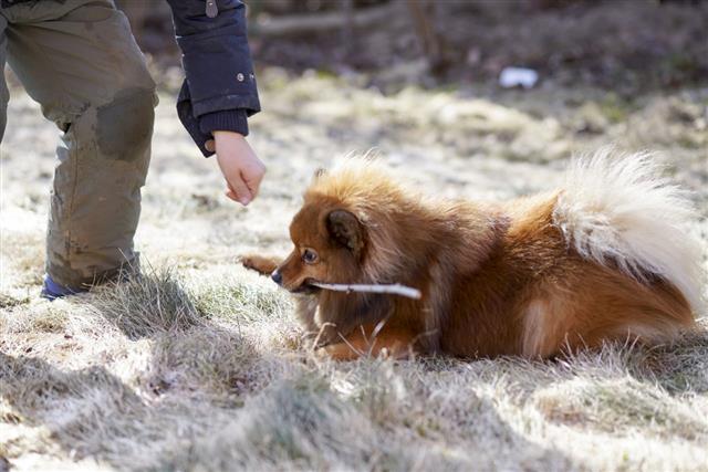 Pomeranian Is Playing With A Stick