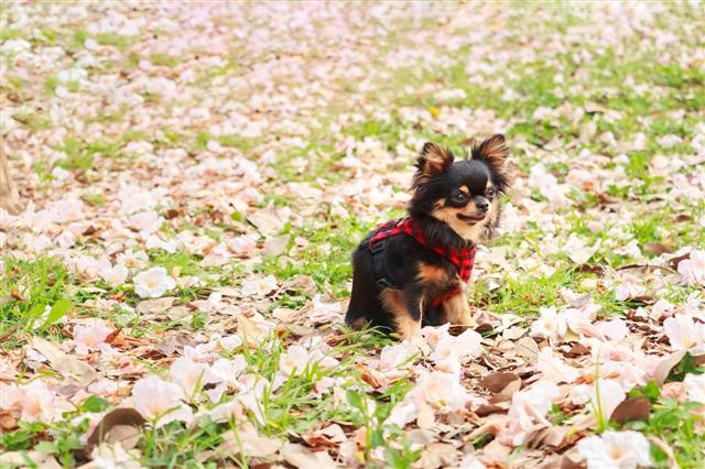 Chihuahua Small Dog