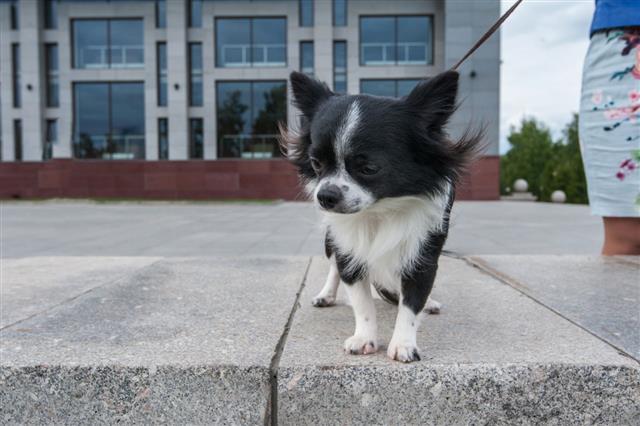 Chihuahua Walking In The City