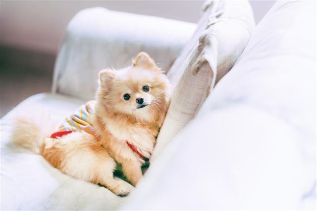 Cute Pomeranian Dog Resting On Sofa
