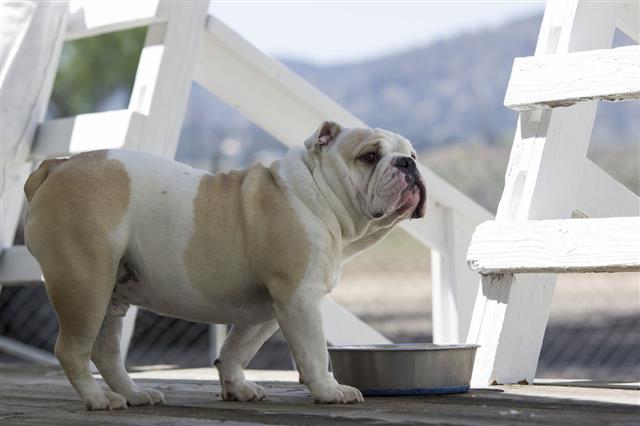 English Bulldog On A Wooden Deck