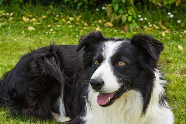 Portrait Of A Border Collie Dog