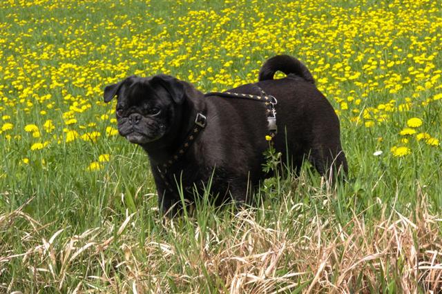 Pug Mops Named Adelheid In Springtime