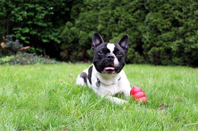 French Bulldog With Toy