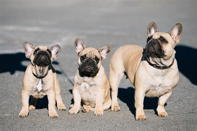French Bulldogs Dogs Puppies Outdoor