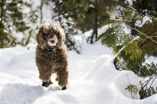 Poodle Dog Running In Snow