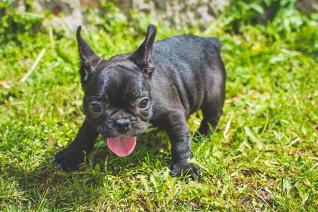 French Bulldog Known As The Frenchie