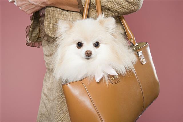 Woman Holding Dog In A Handbag