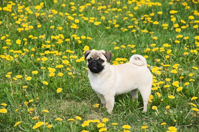 Puppy Of The Pug