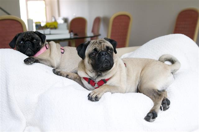 Pugs Hanging Out On The Couch