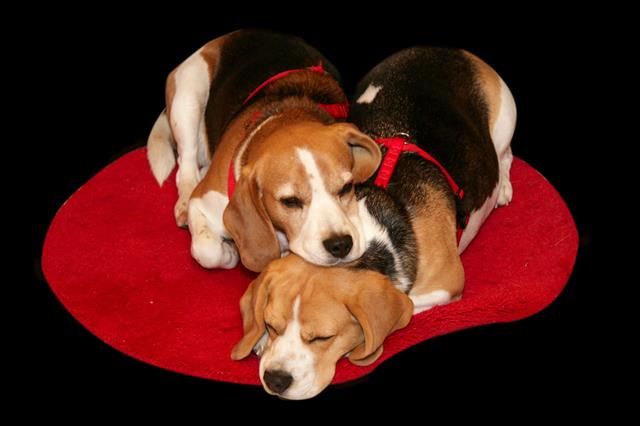 Beagles Resting