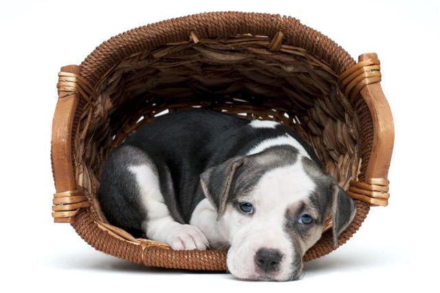 Pitbull Terrier Puppy In A Basket