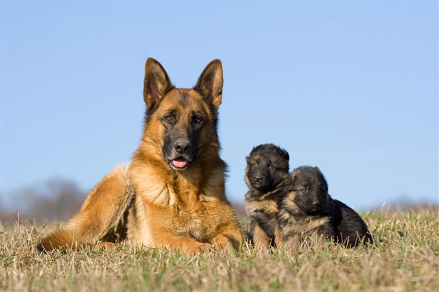 German Shepherd Dog With Puppies