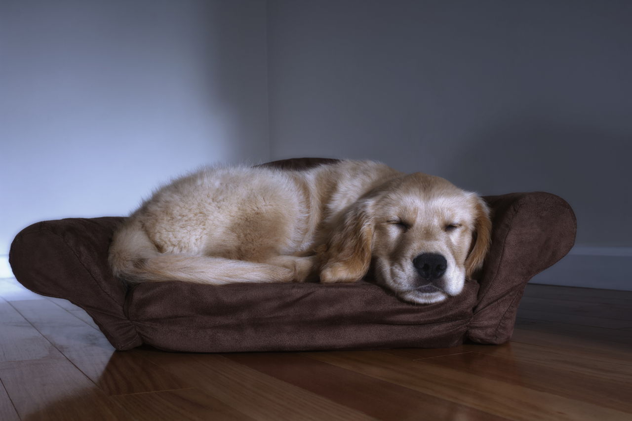 Canine Lymphoma Symptoms - Pet Ponder