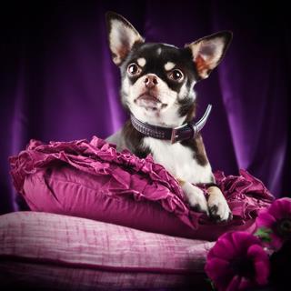 Chihuahua On A Purple Arrangement