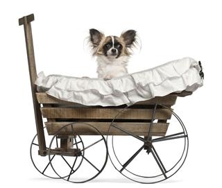 Chihuahua Sitting In Old Fashioned Wagon