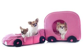 Chihuahuas In Car