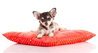 Chihuahua Dog On Red Pillow