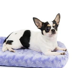 Chihuahua On Pet Bed