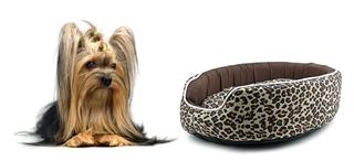 Yorkshire Terrier Sitting In Dog Bed