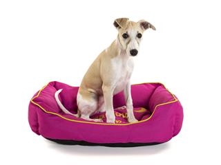Whippet Puppy Sitting In Dog Bed