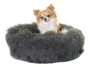 Chihuahua In Cushion