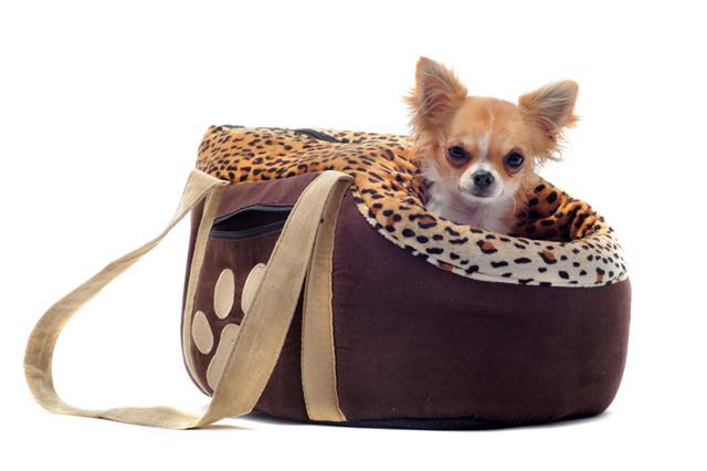 Travel Bag And Chihuahua