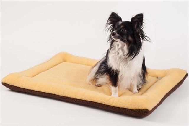 Papillon On Dog Bed