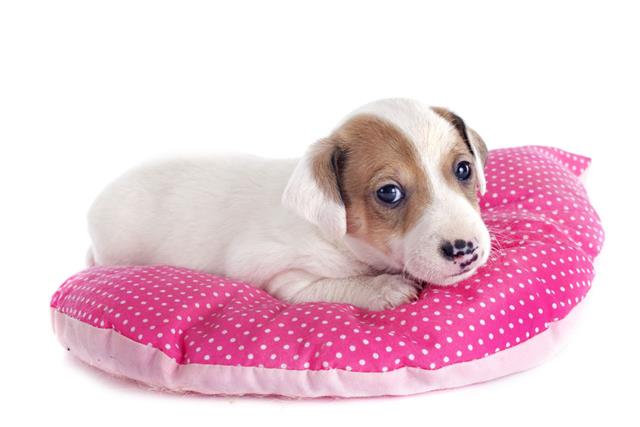 Puppy Jack Russel Terrier