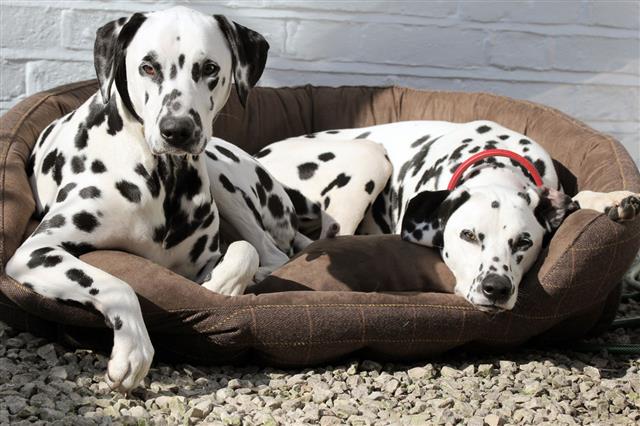 Two Dalmatians Laying In Bed