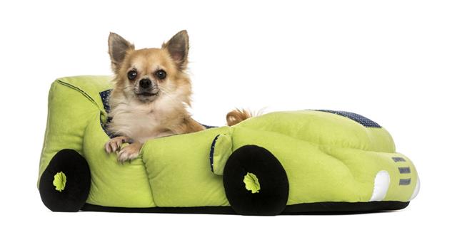 Chihuahua In A Car Shaped Bed