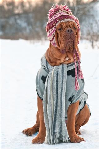 Dog Dressed With Hat Scarf And Sweater